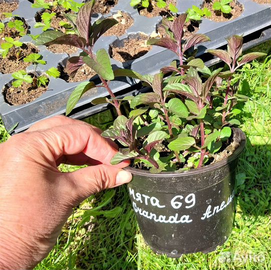 Мята 20 сортов Клубничная и др