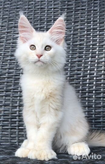 Котята мейн-кун