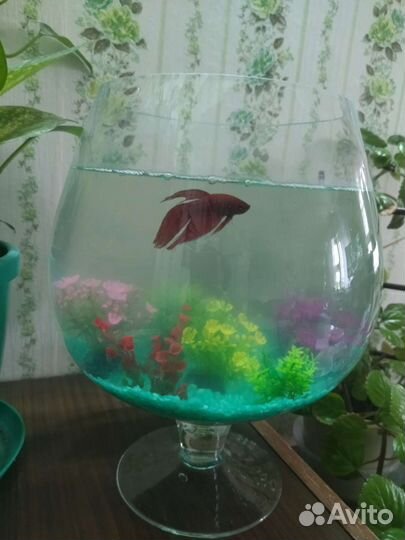 Аквариум