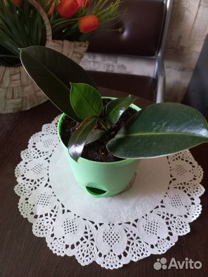 Фикус Мелани