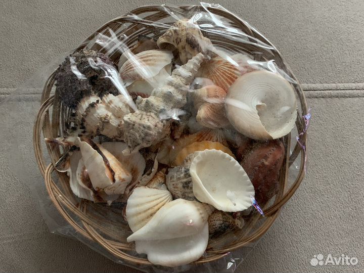 Набор ракушек