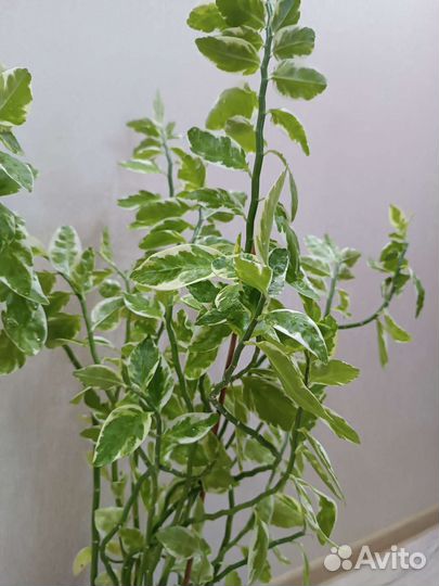 Педилантус