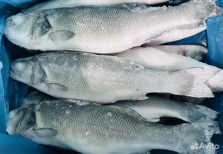 Сибас 300-400 Турция