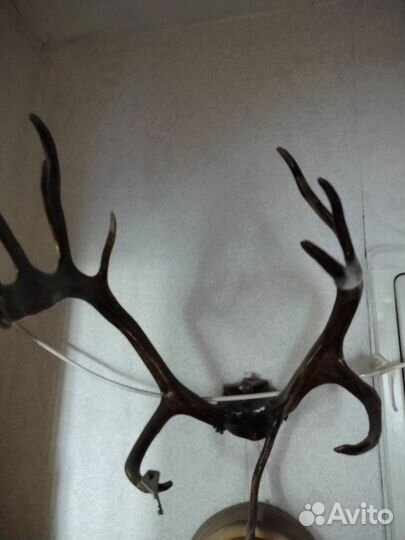 Рога оленя