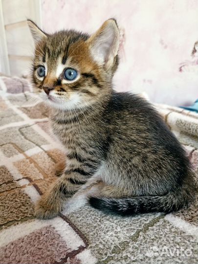 Котенок мальчик 1,5 мес