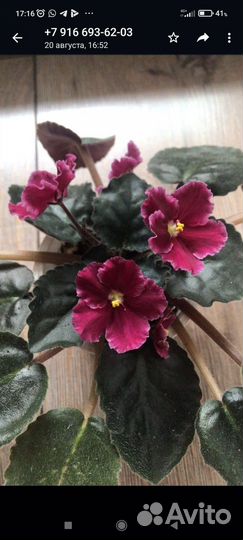 Комнатные цветы