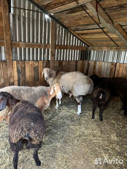 Курдючные бараны овцы Гиссарской породы