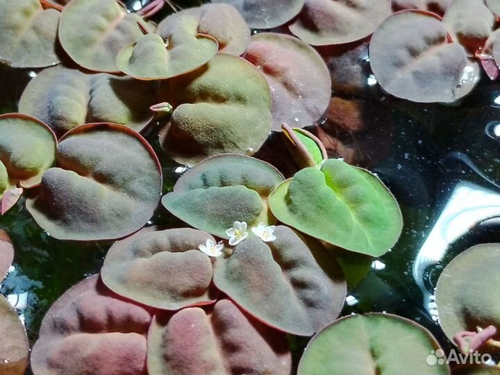 Аквариумные растения