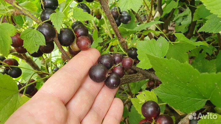 Черная смородина