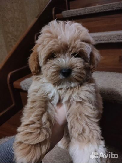 Мальтипу самые модные