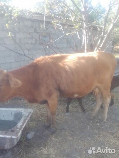 Телята телочки