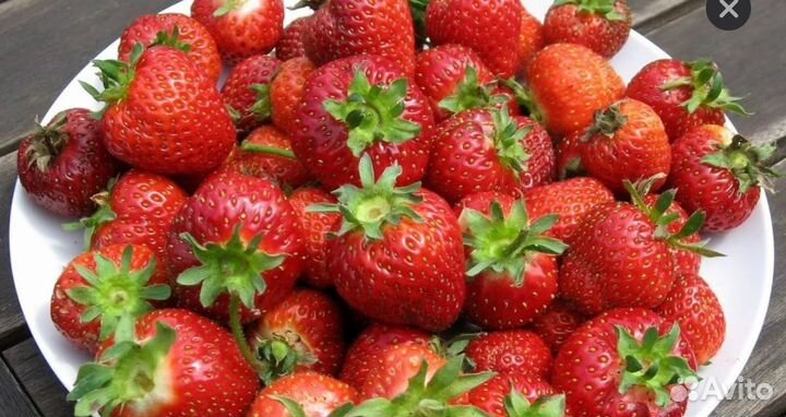 Ягода виктория с своего огорода