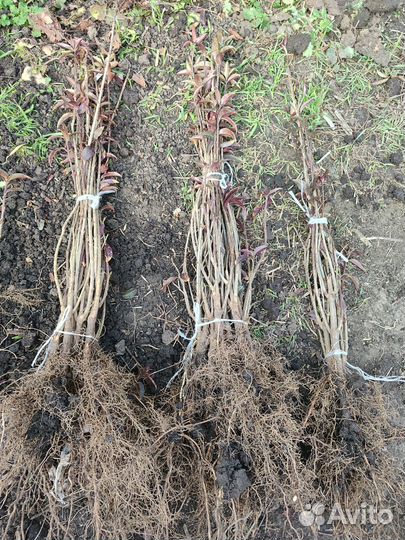 Саженцы бирючины