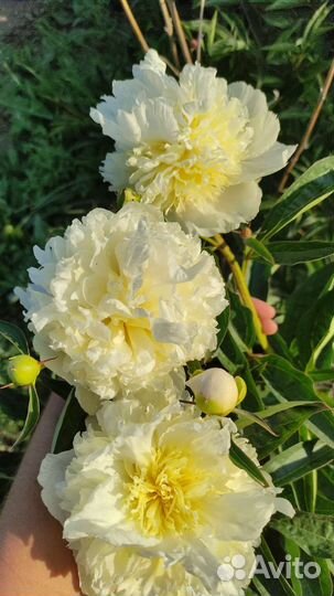 Пион.Травянистый пион.Ароматный пион.Корни пиона