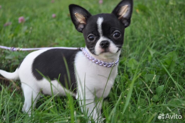 Шикарный мальчик