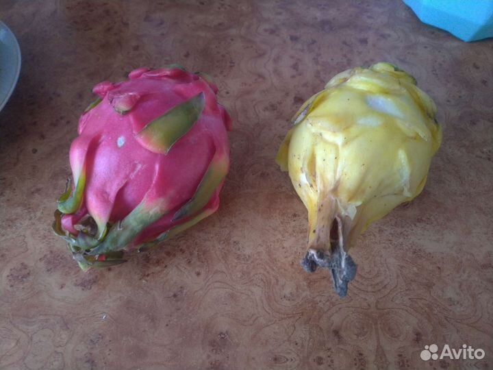 Питахайя жёлтая и красная рассада