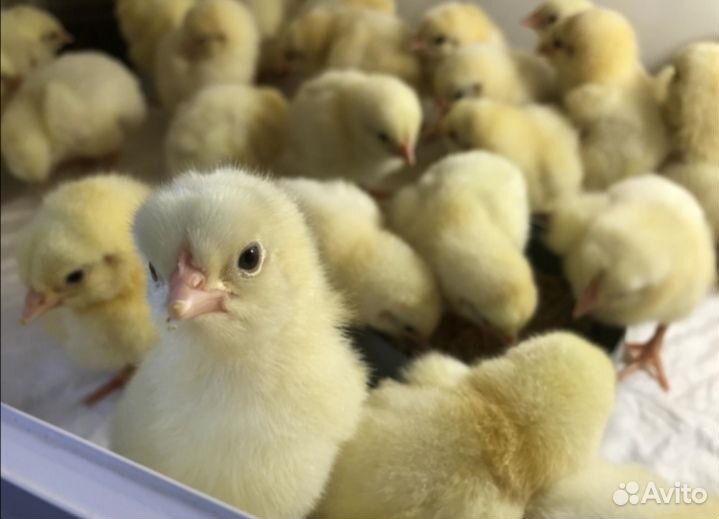 Цыплята бройлеры кобб 500
