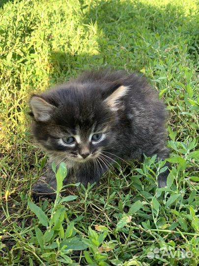 Котенок