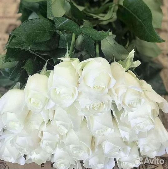 Розы гиганты 140 150 160 170 180 200