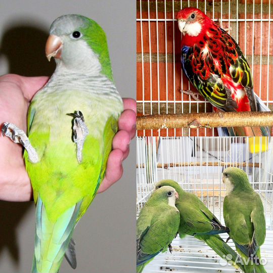 Попугай монах квакер и розелла (малыши)