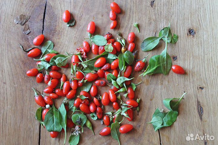 Томат, физалис, годжи, семена