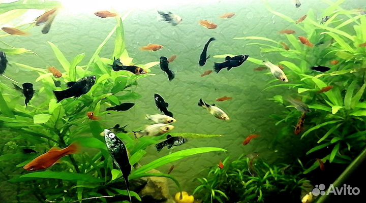 Рыбки аквариумные