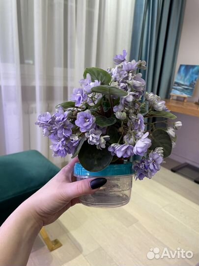 Сортовые фиалки