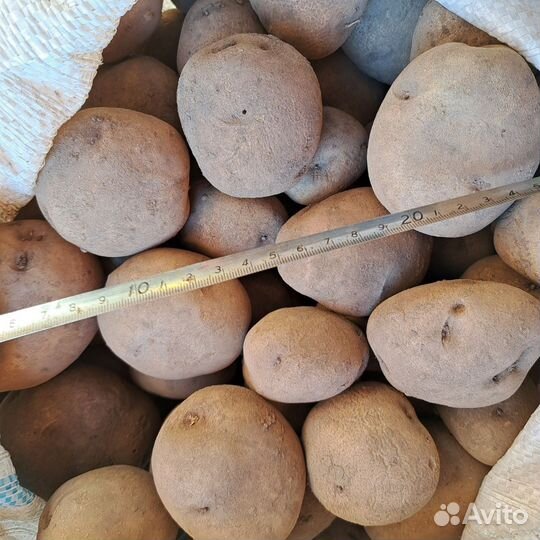 Семенной картофель Синеглазка