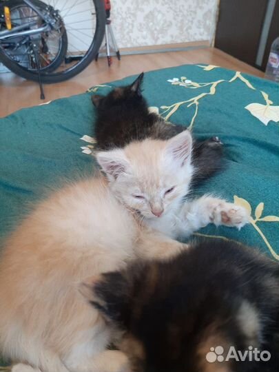 Маленькие котята 3 недели