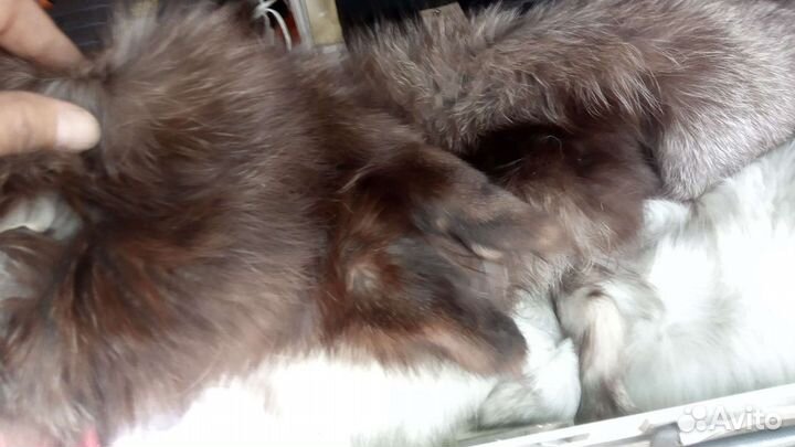 Шкурка животного