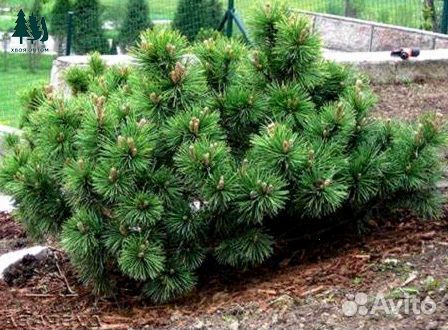 Сосна горная артикул s-4094