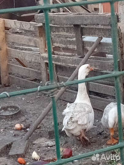 Гусаки
