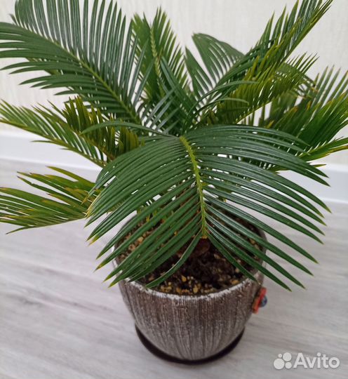 Цикас революта