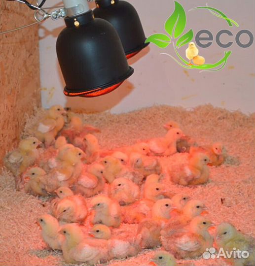 Мясо домашнего бройлера. Опт и розница