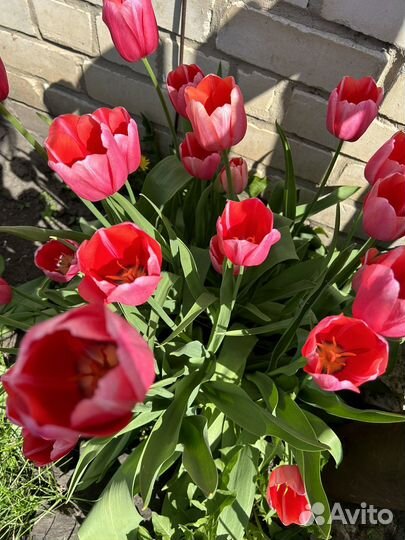 Луковицы тюльпанов