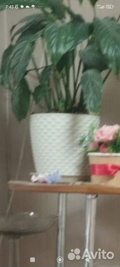 Спатифиллум