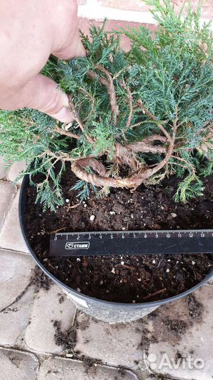 Продаю бонсай