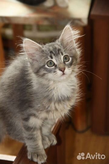 Котята в добрые руки бесплатно