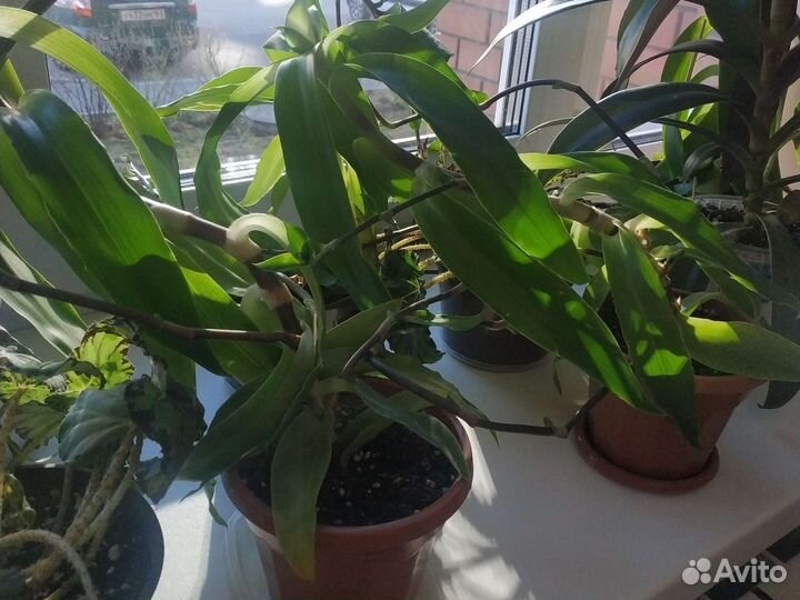 Золотой ус целебный