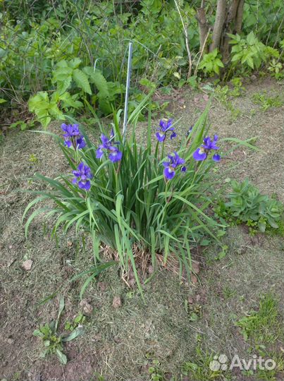 Многолетники садовые растения