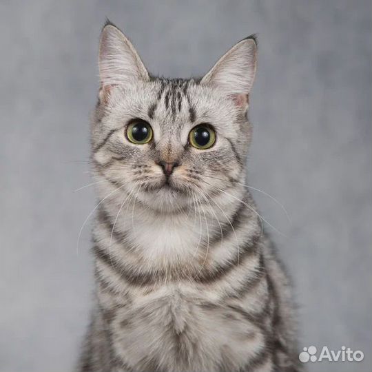 Кошечка в добрые руки