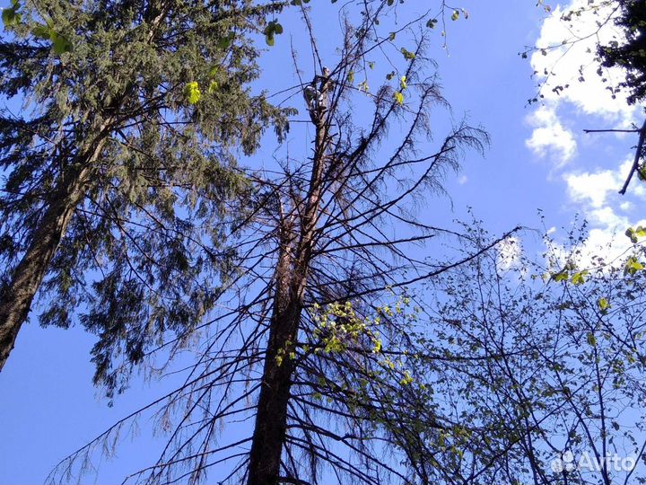 Спил Деревьев