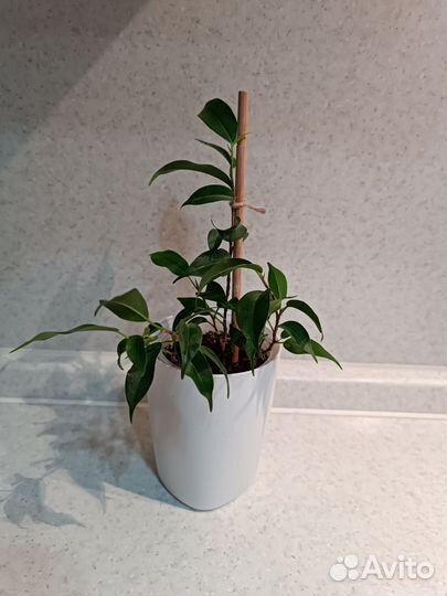 Фикусы Бенджамина, Пандора, Мокламе