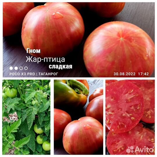 Семена сортовых томатов