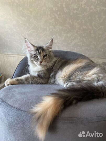 Мейн-кун котята