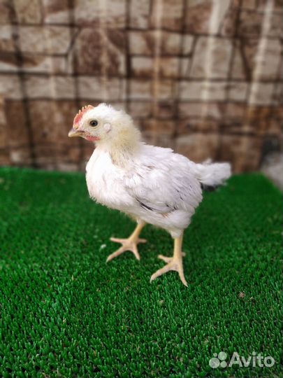 Цыплята петушки