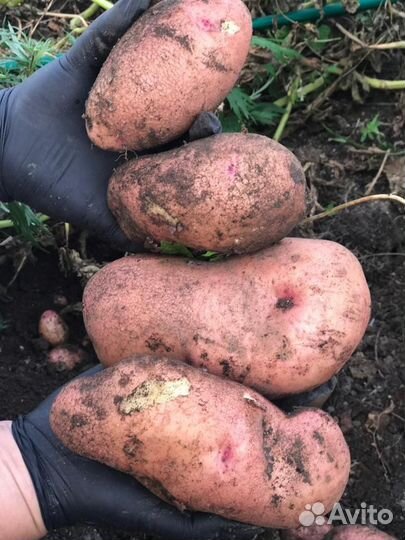 Семена картофеля