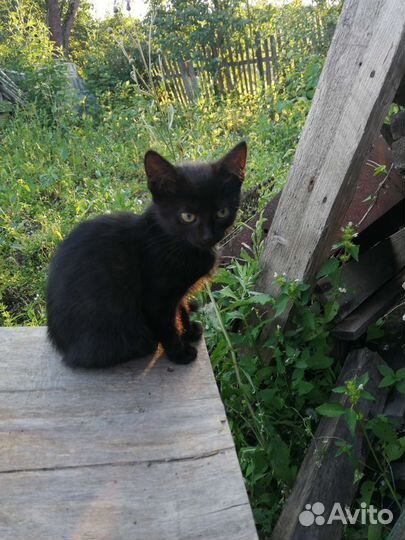 Кошки в добрые руки