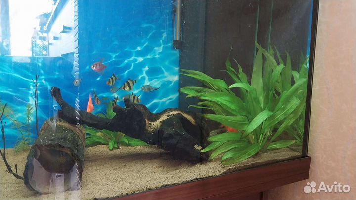 Аквариум juwel 240