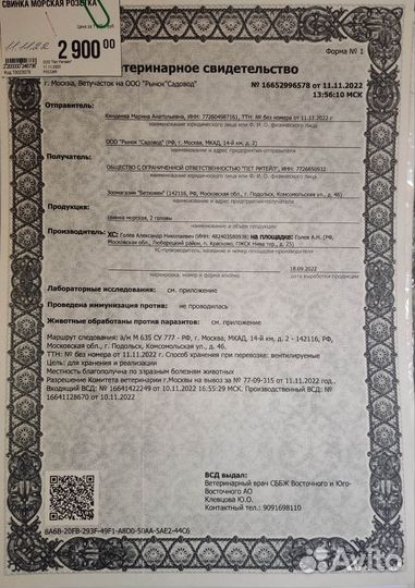 Морские свинки